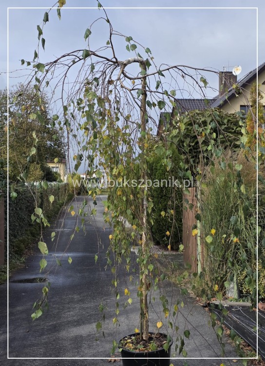 Brzoza brodawkowata "Youngii" Betula pendula PA 185cm ob 10-12cm