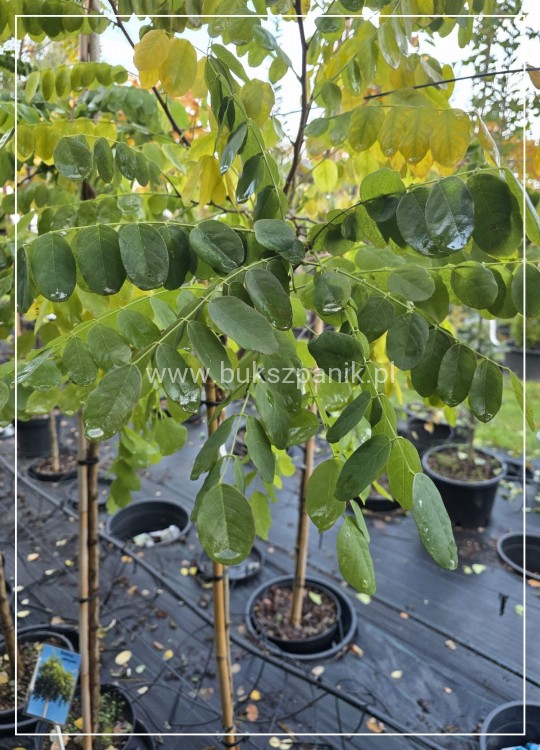 Robinia akacjowa PA130cm , - Robinia pseudoacacia- Umbraculifera