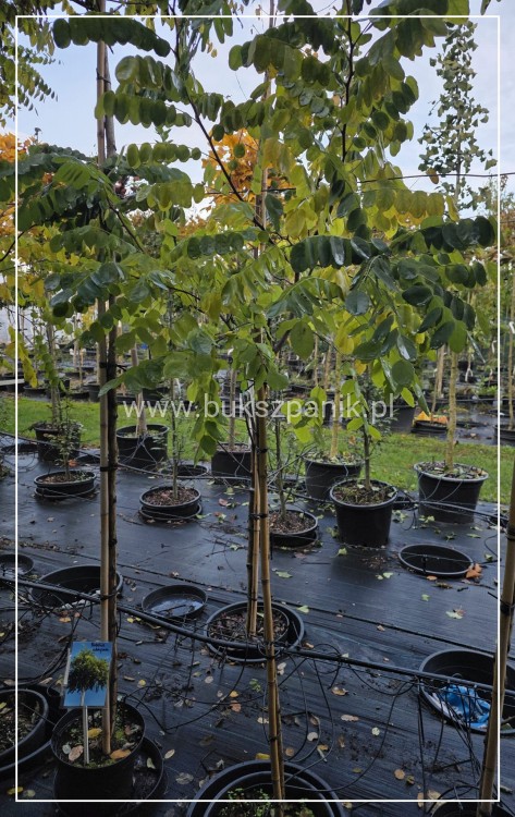 Robinia akacjowa PA130cm , - Robinia pseudoacacia- Umbraculifera