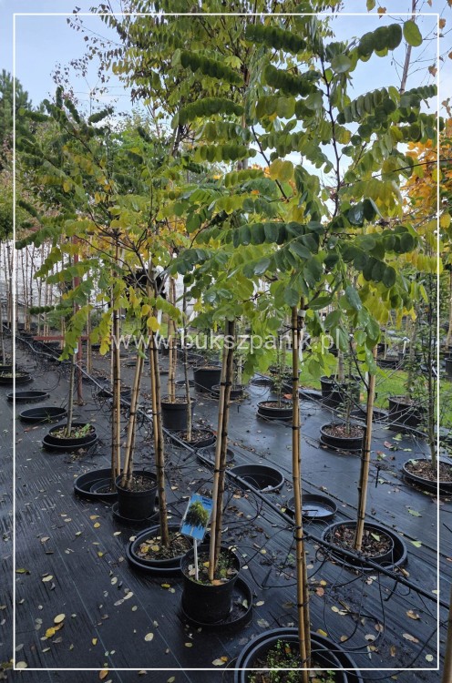 Robinia akacjowa PA130cm , - Robinia pseudoacacia- Umbraculifera