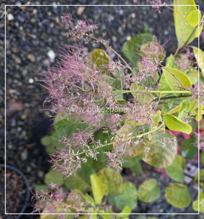 Perukowiec podolski GOLDEN SPIRIT 'Ancot'- Cotinus coggygria