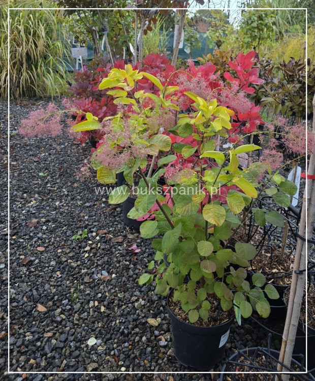 Perukowiec podolski GOLDEN SPIRIT 'Ancot'- Cotinus coggygria
