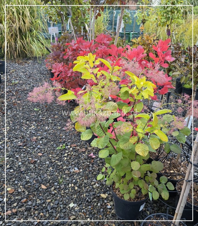 Perukowiec podolski GOLDEN SPIRIT 'Ancot'- Cotinus coggygria