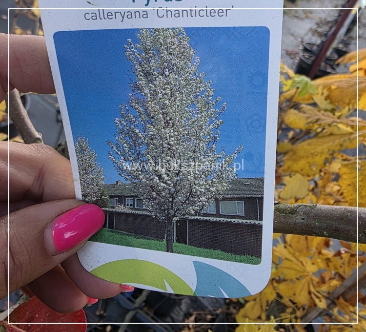 Grusza ozdobna Chanticleer- Pyrus Calleryana