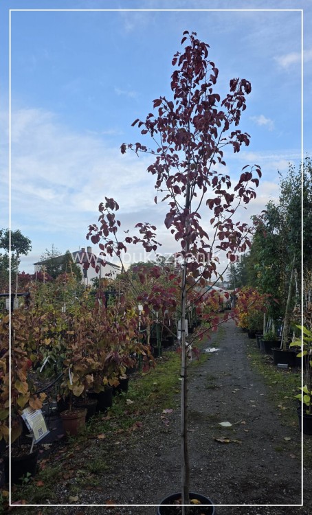 Grusza ozdobna Chanticleer- Pyrus Calleryana