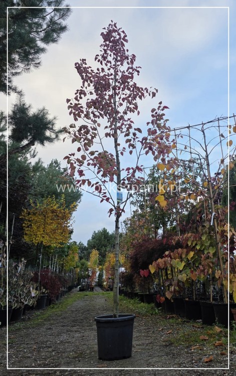 Grusza ozdobna Chanticleer- Pyrus Calleryana