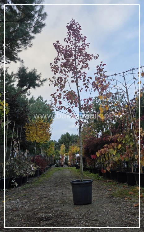 Grusza ozdobna Chanticleer- Pyrus Calleryana