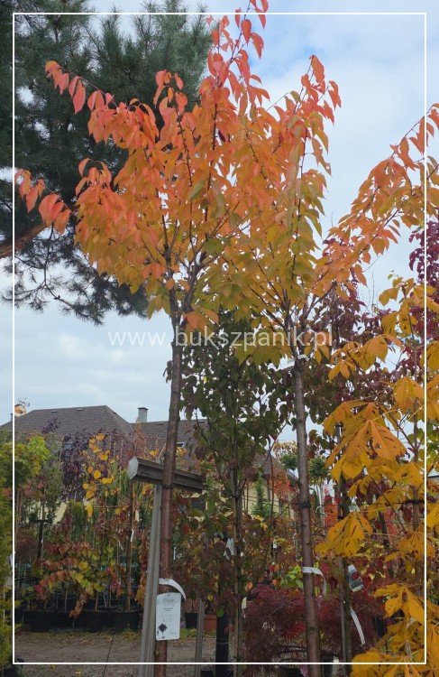 Wiśnia piłkowana KANZAN - Prunus serrulata PA 220cm ob. 14-16cm