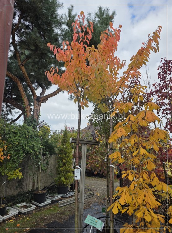 Wiśnia piłkowana KANZAN - Prunus serrulata PA 220cm ob. 14-16cm