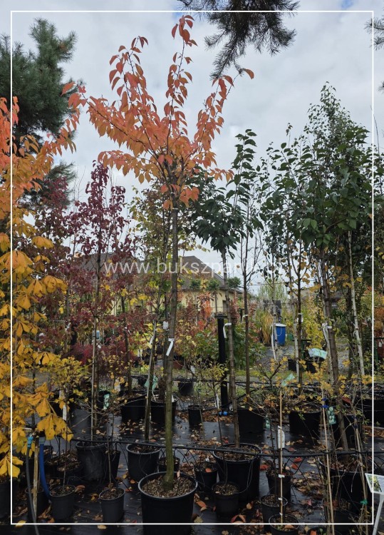 Wiśnia piłkowana KANZAN - Prunus serrulata PA 220cm ob. 14-16cm