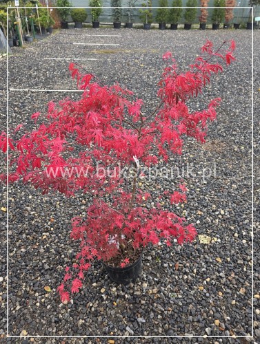 Klon palmowy Shirazz- Acer palmatum h:100cm