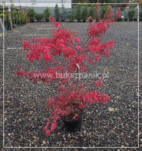 Klon palmowy Shirazz- Acer palmatum h:100cm