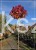 Ambrowiec amerykański Gum Ball- Liquidambar styraciflua