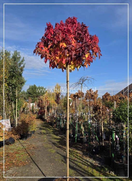 Ambrowiec amerykański Gum Ball- Liquidambar styraciflua