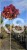 Ambrowiec amerykański Gum Ball- Liquidambar styraciflua