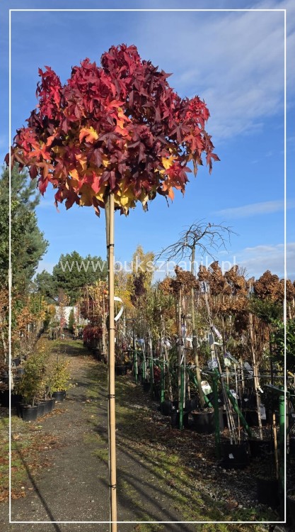 Ambrowiec amerykański Gum Ball- Liquidambar styraciflua