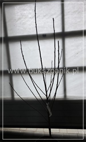 Wiśnia piłkowana Kanzan - prunus serrulata FN