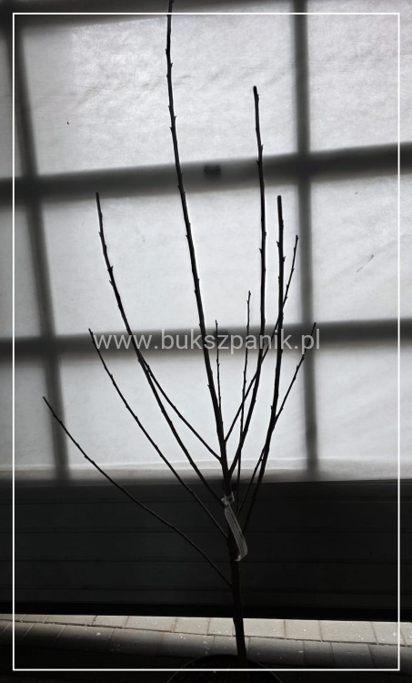 Wiśnia piłkowana Kanzan - prunus serrulata FN