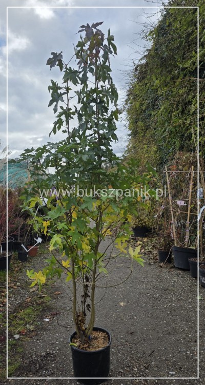 Ambrowiec amerykański WIELOPIENNY - Liquidambar stryraciflua