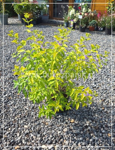 Barbula klandońska 'Hint of Gold' Caryopteris x clandonensis