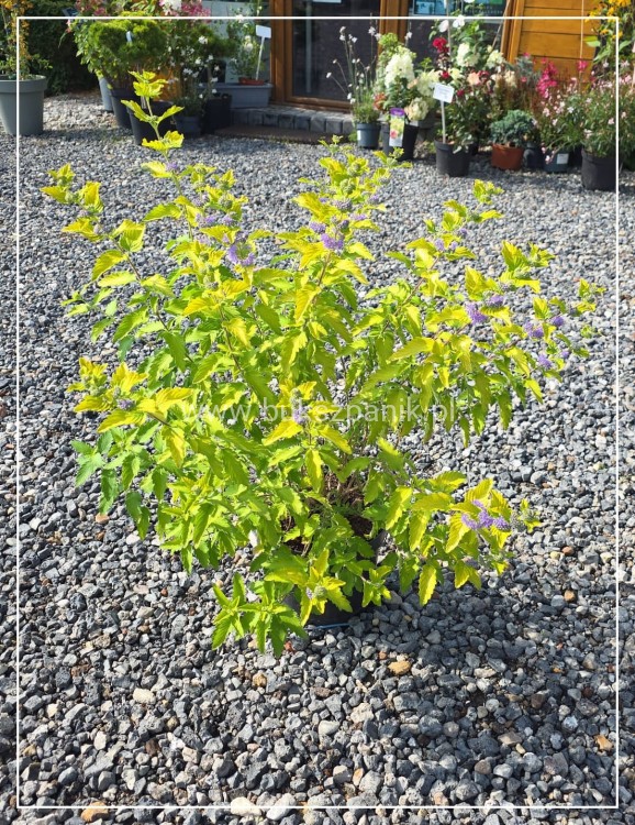 Barbula klandońska 'Hint of Gold' Caryopteris x clandonensis