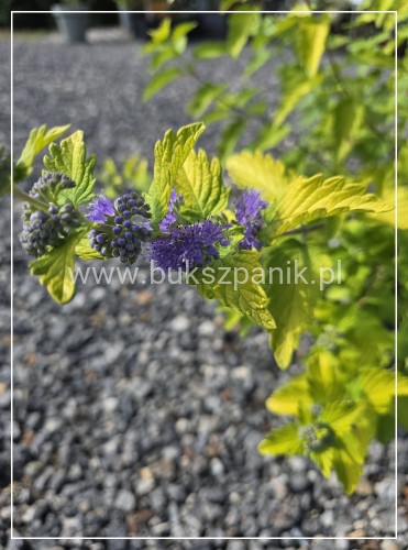Barbula klandońska 'Hint of Gold' Caryopteris x clandonensis
