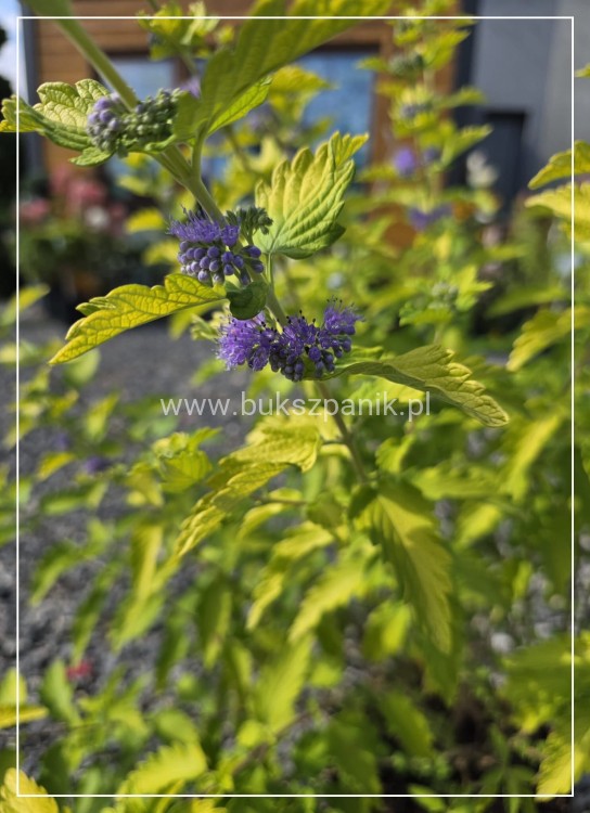 Barbula klandońska 'Hint of Gold' Caryopteris x clandonensis