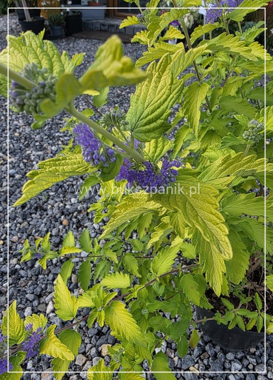 Barbula klandońska 'Hint of Gold' Caryopteris x clandonensis