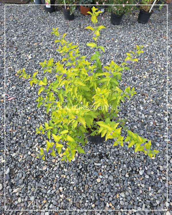Barbula klandońska 'Hint of Gold' Caryopteris x clandonensis