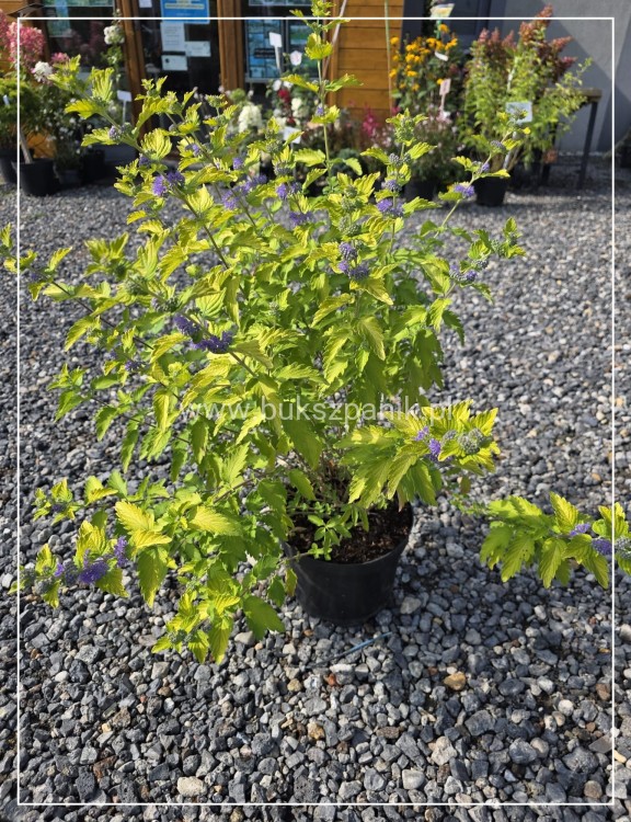 Barbula klandońska 'Hint of Gold' Caryopteris x clandonensis
