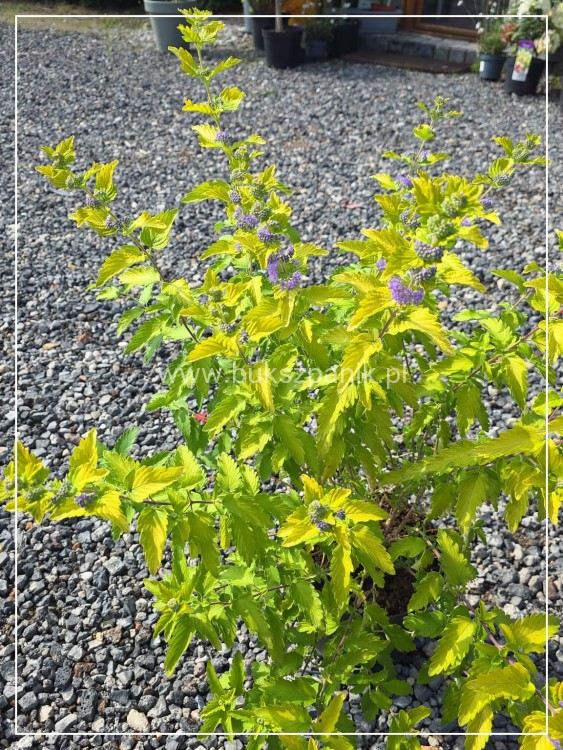 Barbula klandońska 'Hint of Gold' Caryopteris x clandonensis