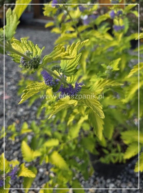 Barbula klandońska 'Hint of Gold' Caryopteris x clandonensis
