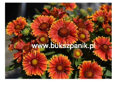 Gaillardia grandiflora Spintop Yellow Touch C2