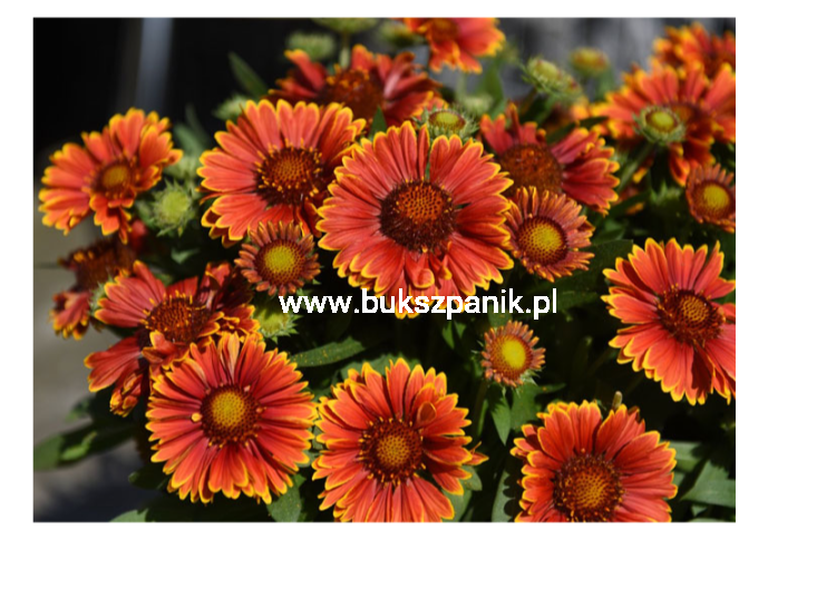 Gaillardia grandiflora Spintop Yellow Touch C2