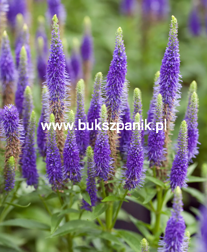 Przetacznik Kłosowy Ulster Blue Dwarf- Veronica spicata