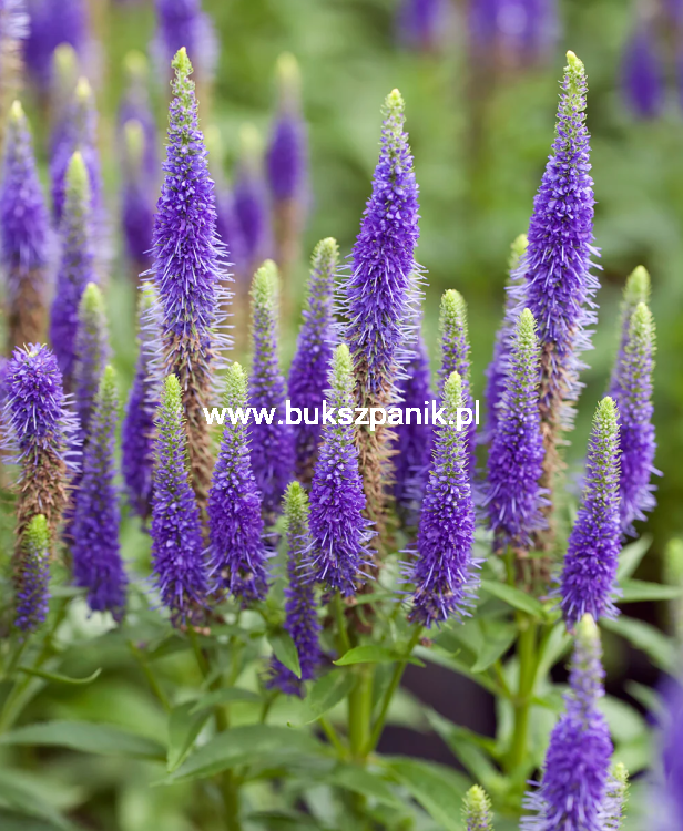 Przetacznik Kłosowy Ulster Blue Dwarf- Veronica spicata
