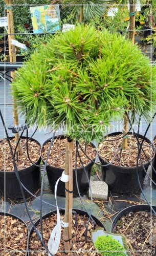 Sosna kosodrzewina BENJAMIN - Pinus mugo Pa 60cm