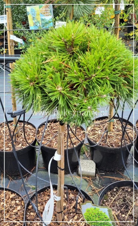 Sosna kosodrzewina BENJAMIN - Pinus mugo Pa 60cm
