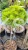 Sosna kosodrzewina BENJAMIN - Pinus mugo Pa 60cm