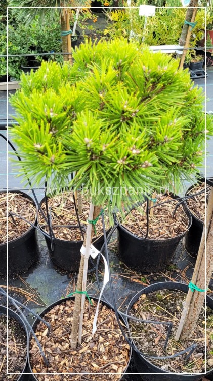 Sosna kosodrzewina BENJAMIN - Pinus mugo Pa 60cm