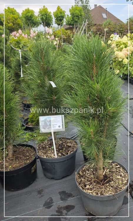 Sosna czarna GREEN TOWER - Pinus nigra C135l. 100-120cm