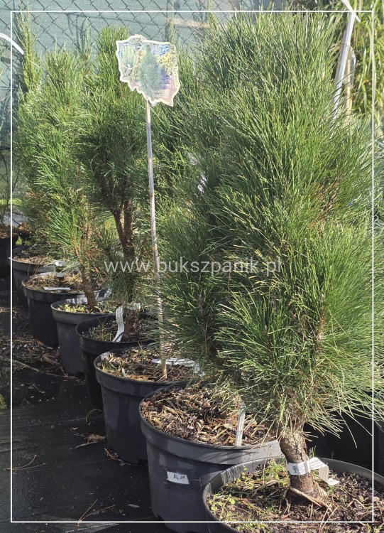 Sosna czarna GREEN TOWER - Pinus nigra C135l. 100-120cm