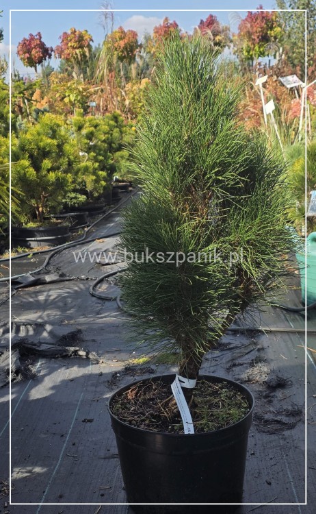 Sosna czarna GREEN TOWER - Pinus nigra C135l. 100-120cm