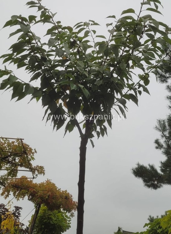 Wiśnia piłkowana KANZAN - Prunus serrulata