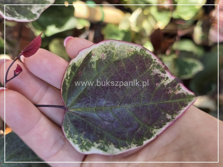 Judaszowiec kanadyjski Carolina Sweetheart C10l