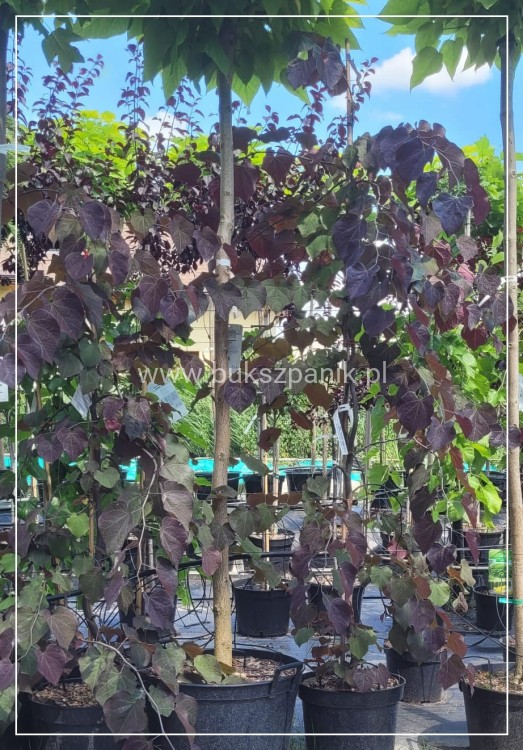 Judaszowiec kanadyjski Ruby Falls- Cercis canadensis