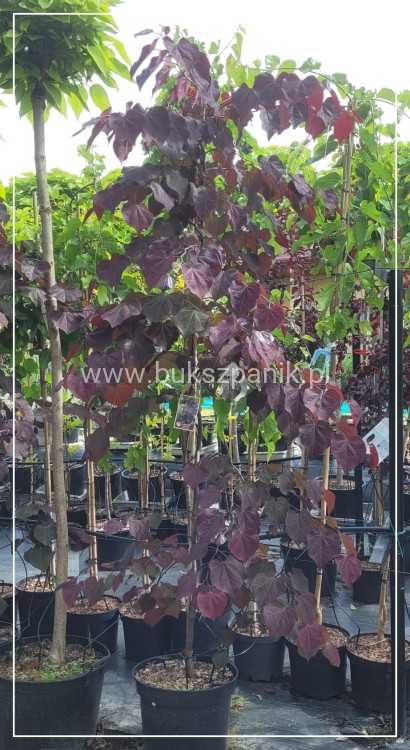 Judaszowiec kanadyjski Ruby Falls- Cercis canadensis