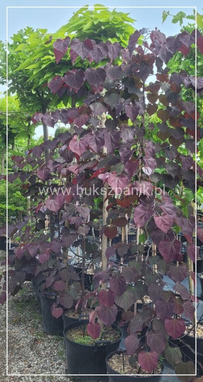 Judaszowiec kanadyjski Ruby Falls- Cercis canadensis