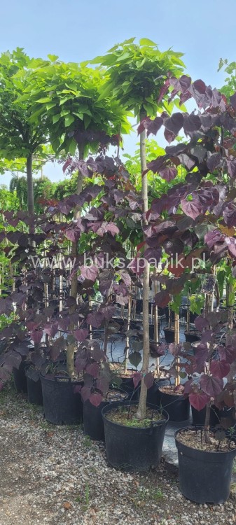 Judaszowiec kanadyjski Ruby Falls- Cercis canadensis