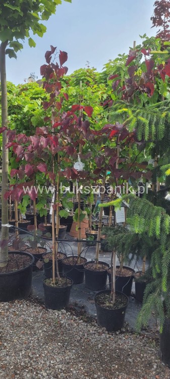 Judaszowiec kanadyjski Ruby Falls- Cercis canadensis